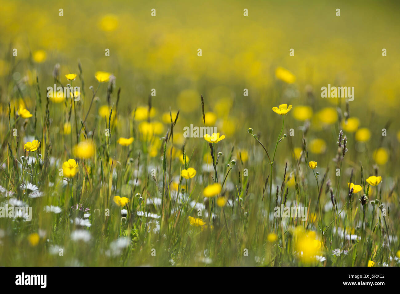Buttercup, Meadow buttercup, Ranunculus acris, Yellow flowers in a meadow in Upper Teesdale, North Pennines, Co Durham. Stock Photo