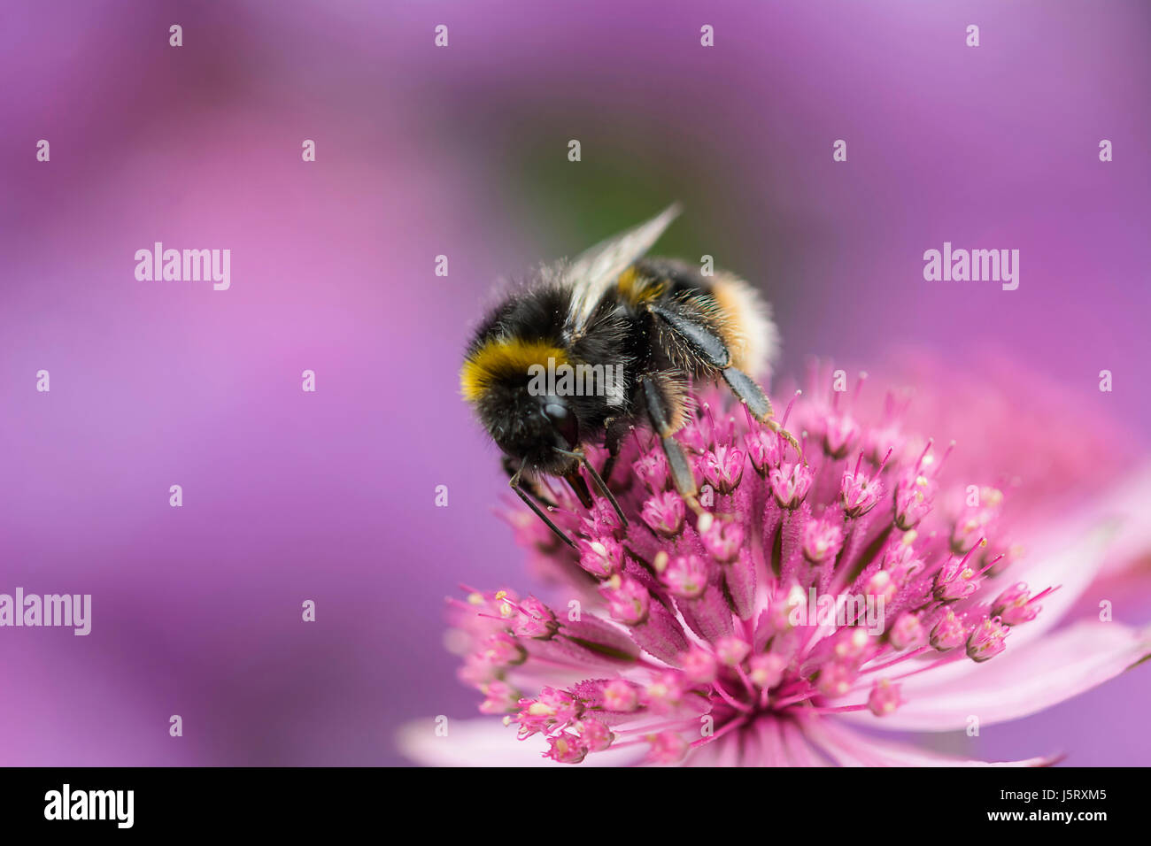 Astrantia, Masterwort, White-tailed Bumble bee, Bombus lucorum, pollinating an pink flower in a garden. Stock Photo