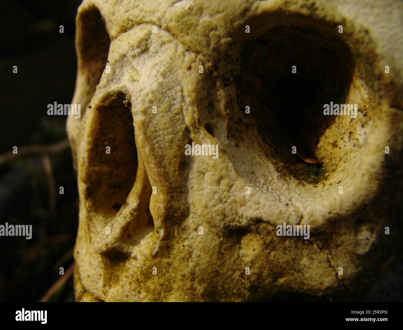 Bizarre skull hi-res stock photography and images - Alamy