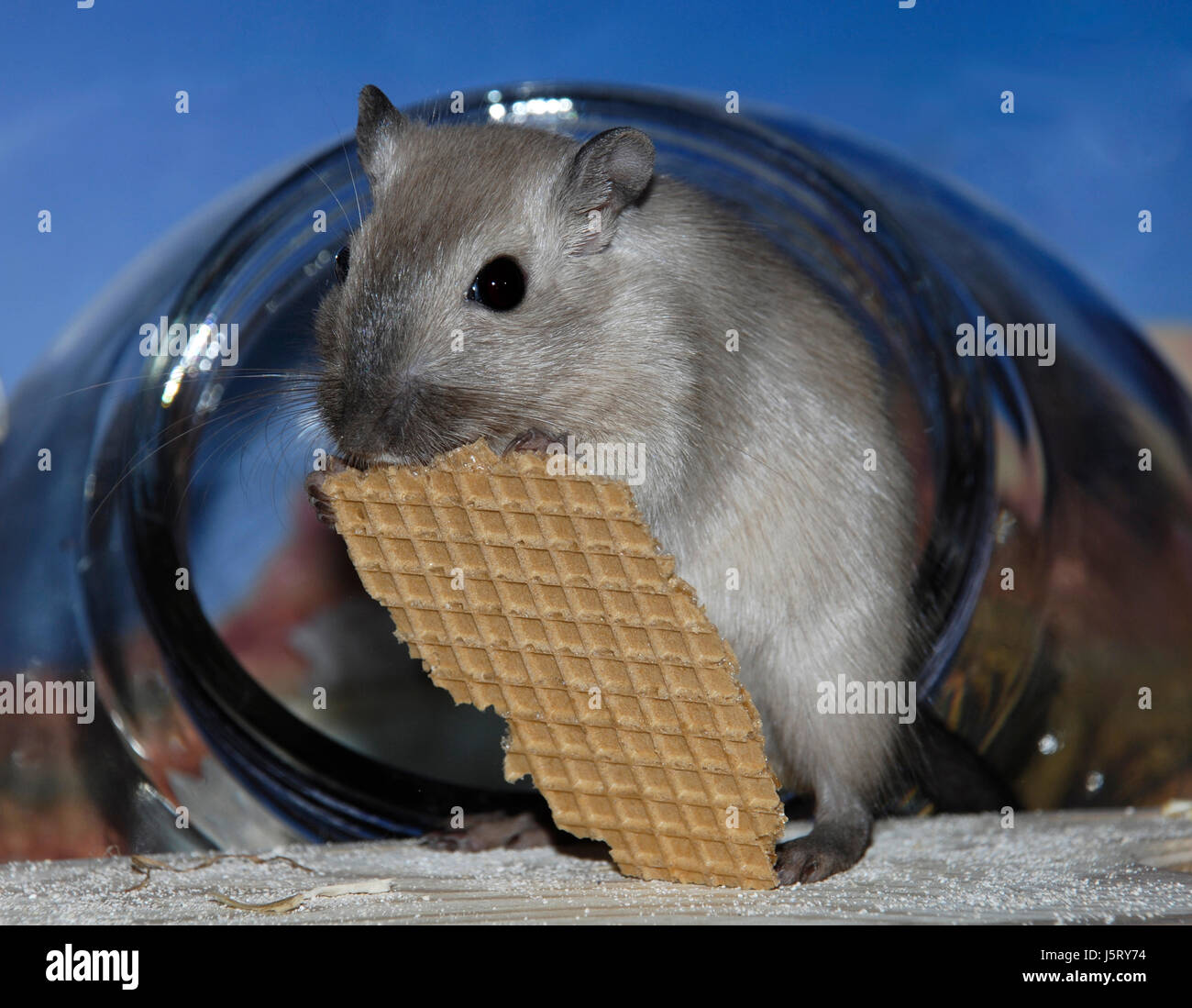 mammal rodent mongolian mouse biscuits cookies meriones unguiculatus rennmaus Stock Photo