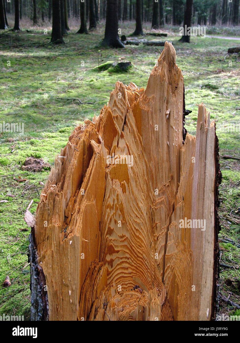 wood trunk aborted splinted forest wood grain sturmschaden windbruch Stock Photo