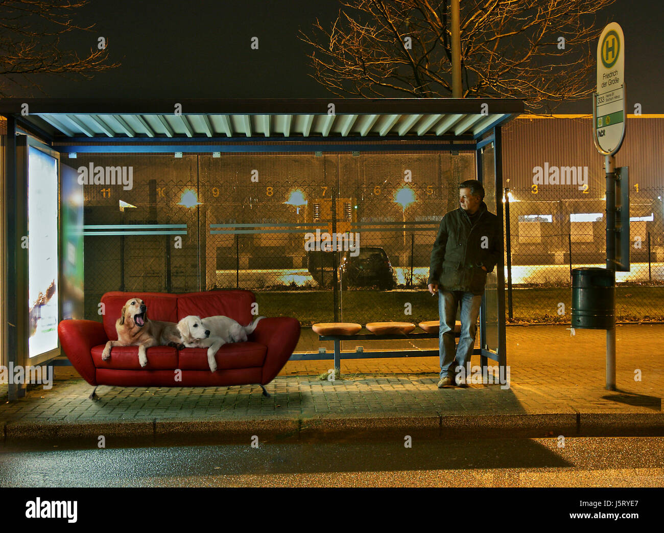 pet night photograph human human being pets dog bus stop dogs photo composition Stock Photo