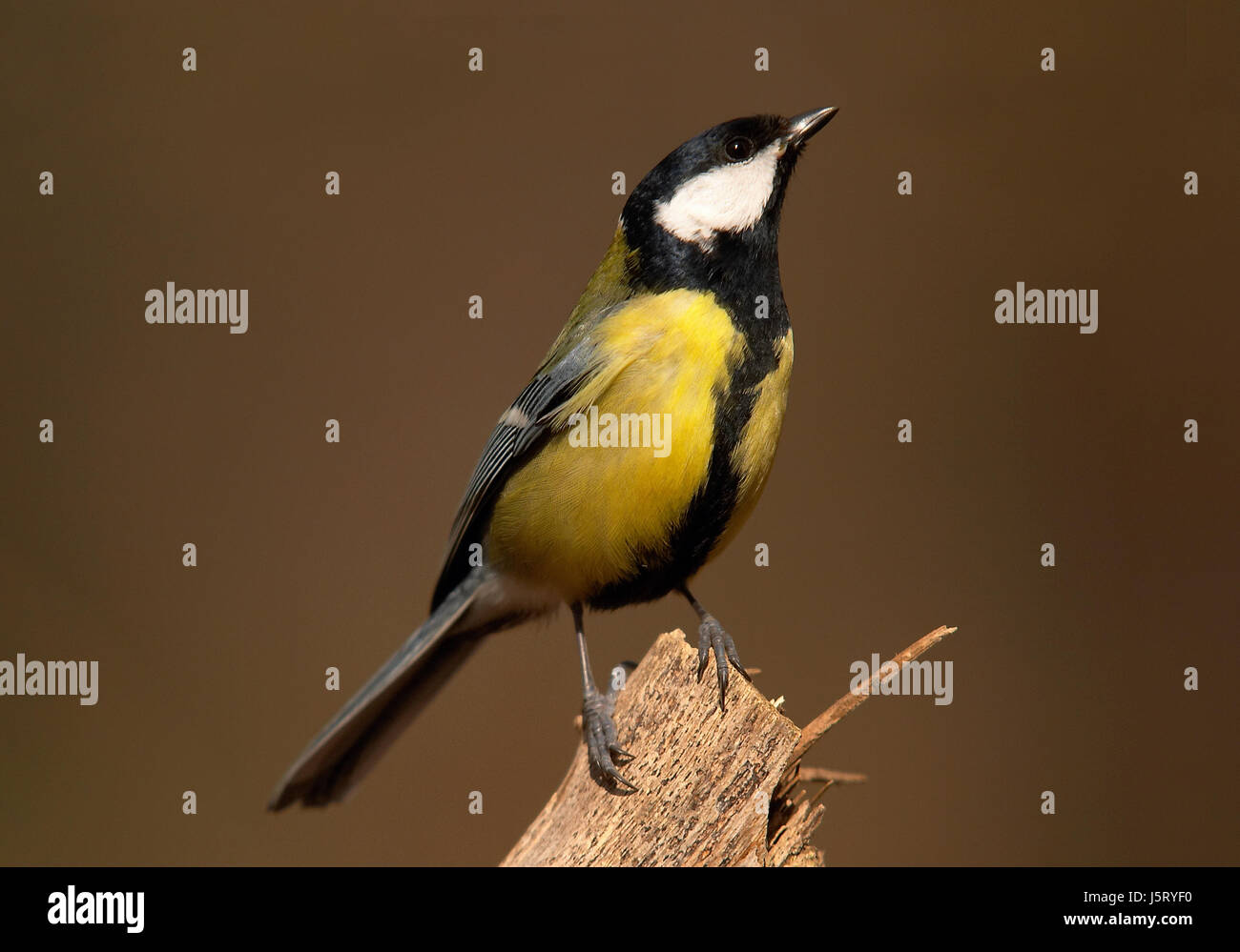Feathering Spring spring branch stretch feathers beak caution feathering claws hold ...