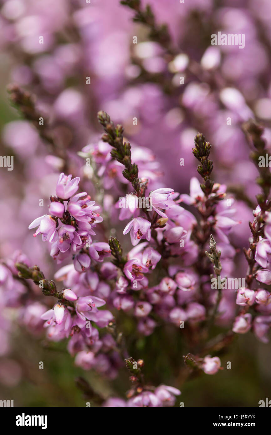 Heather, Calluna vulgaris, Close up of section purple flowers on moorland Co Durham. Stock Photo