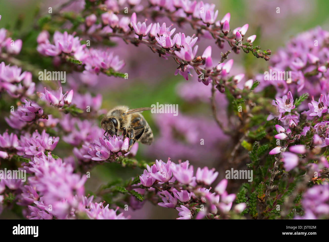 Heather, Calluna vulgaris, close up of Honey bee, Apis mellifera pollinating the flowers on moorland Co Durham. Stock Photo