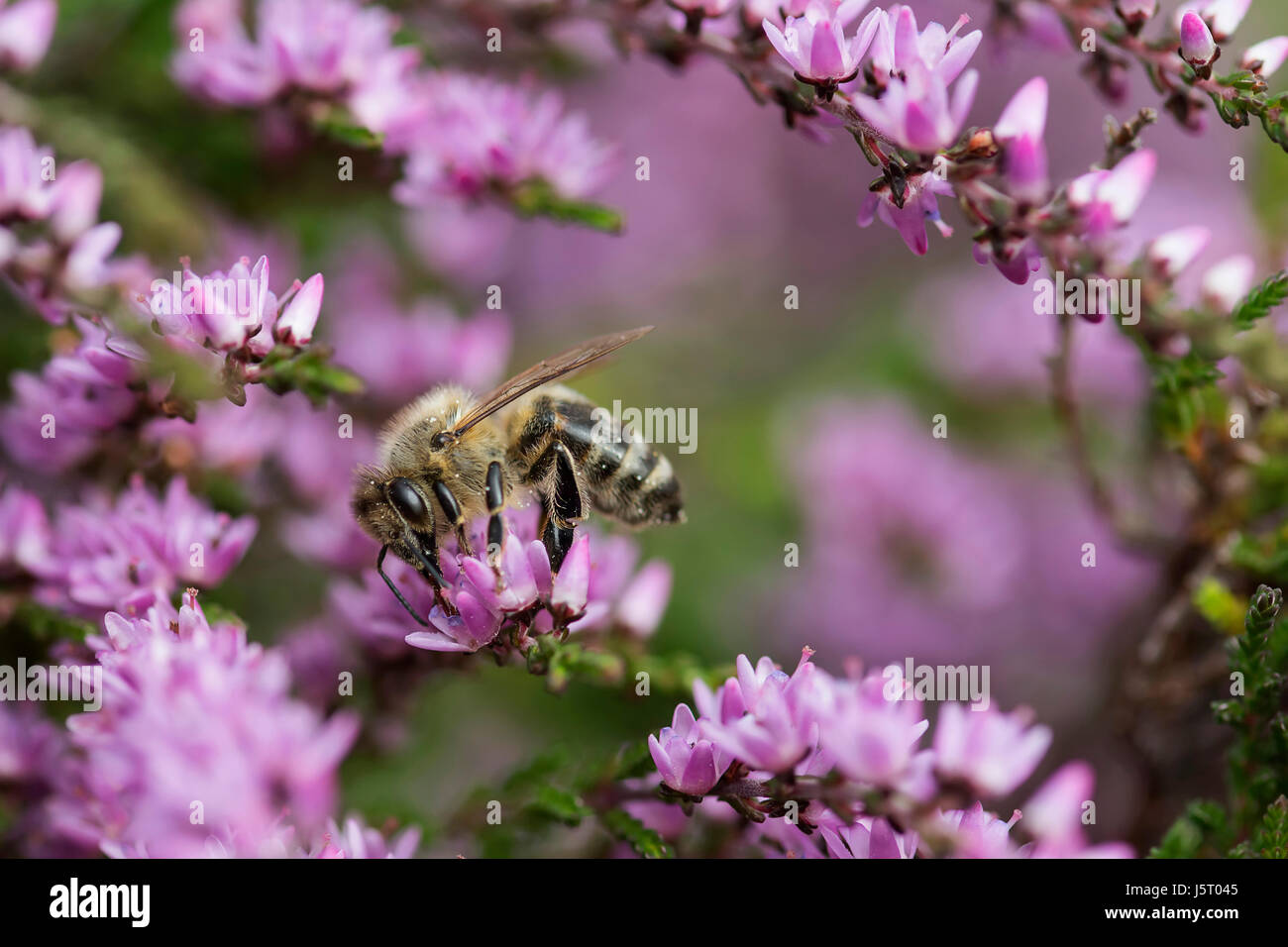 Heather, Calluna vulgaris, close up of Honey bee, Apis mellifera pollinating the flowers on moorland Co Durham. Stock Photo