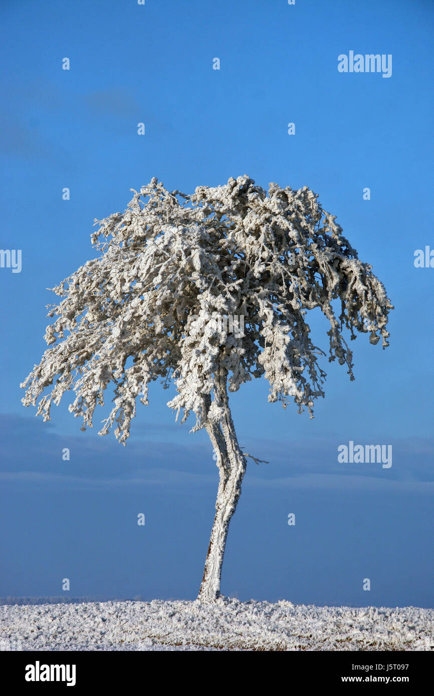 blue tree trees winter cold field blank european caucasian snowy ...