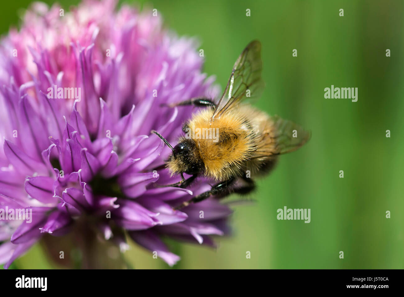 Chive, Allium schoenoprasum, Tree Bumble bee, Bombus hypnorum ...