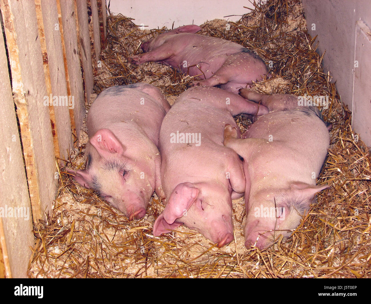 lie lying lies sleep sleeping stable pigs grunt nap litter full stall pig Stock Photo