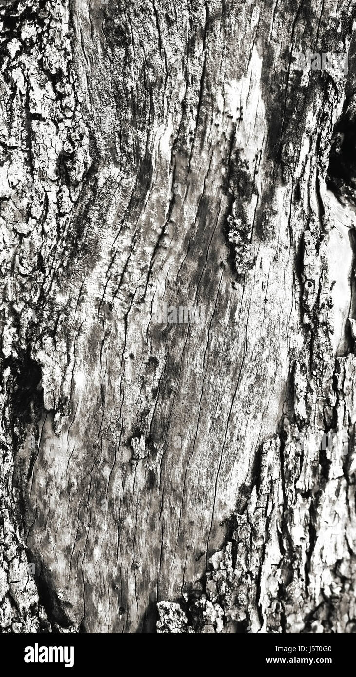 Macro of a bark of olive tree, Nature Stock Photo