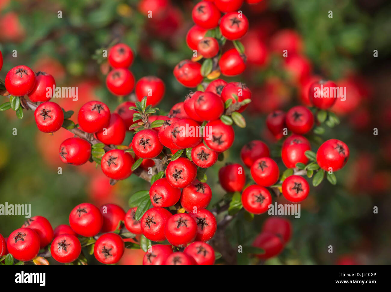 Cotoneaster, Close up of red coloured berries growing outdoor. Stock Photo