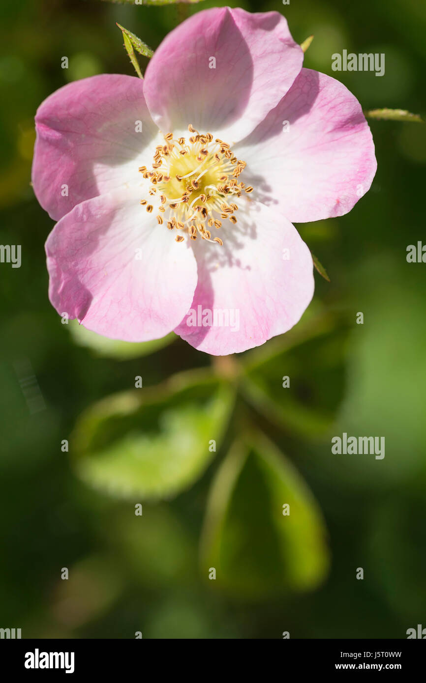 Rose, Dog rose, Rosa canina, Pink fringed flower growing outdoor showing stamen. Stock Photo