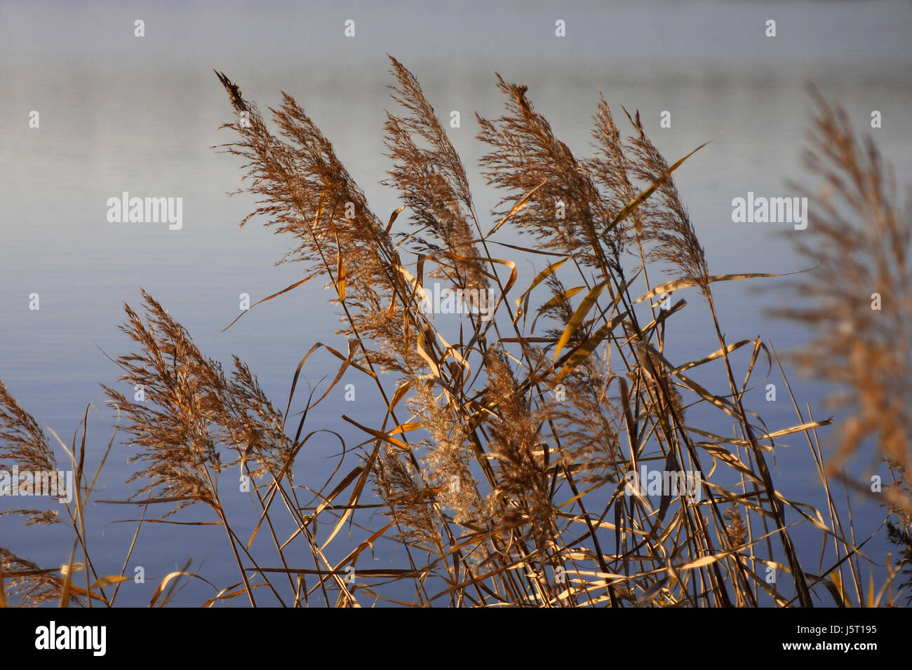 symbolic winter green reed grasses biotop symbol picture dike ...