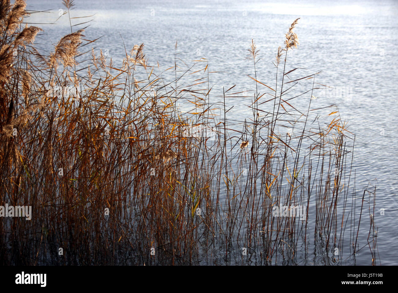 Green reed in wind bank hi-res stock photography and images - Alamy