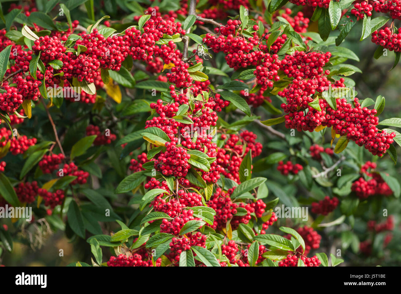 Cotoneaster, Himalayan tree cotoneaster, Cotoneaster frigidus, Plant covered in red berries. Stock Photo
