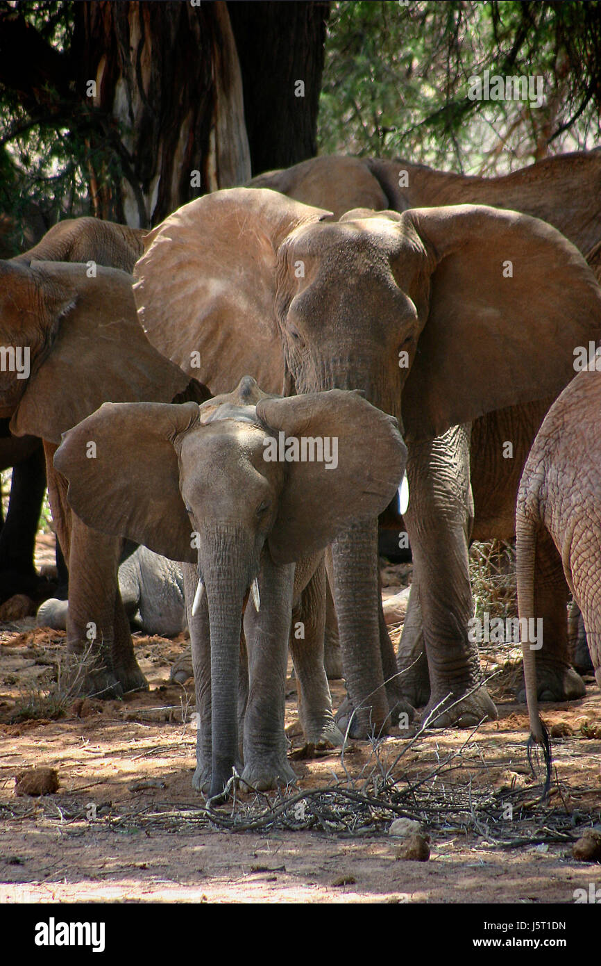 travel animal africa elephant kenya tusks animals tusk ears adventure elephants Stock Photo