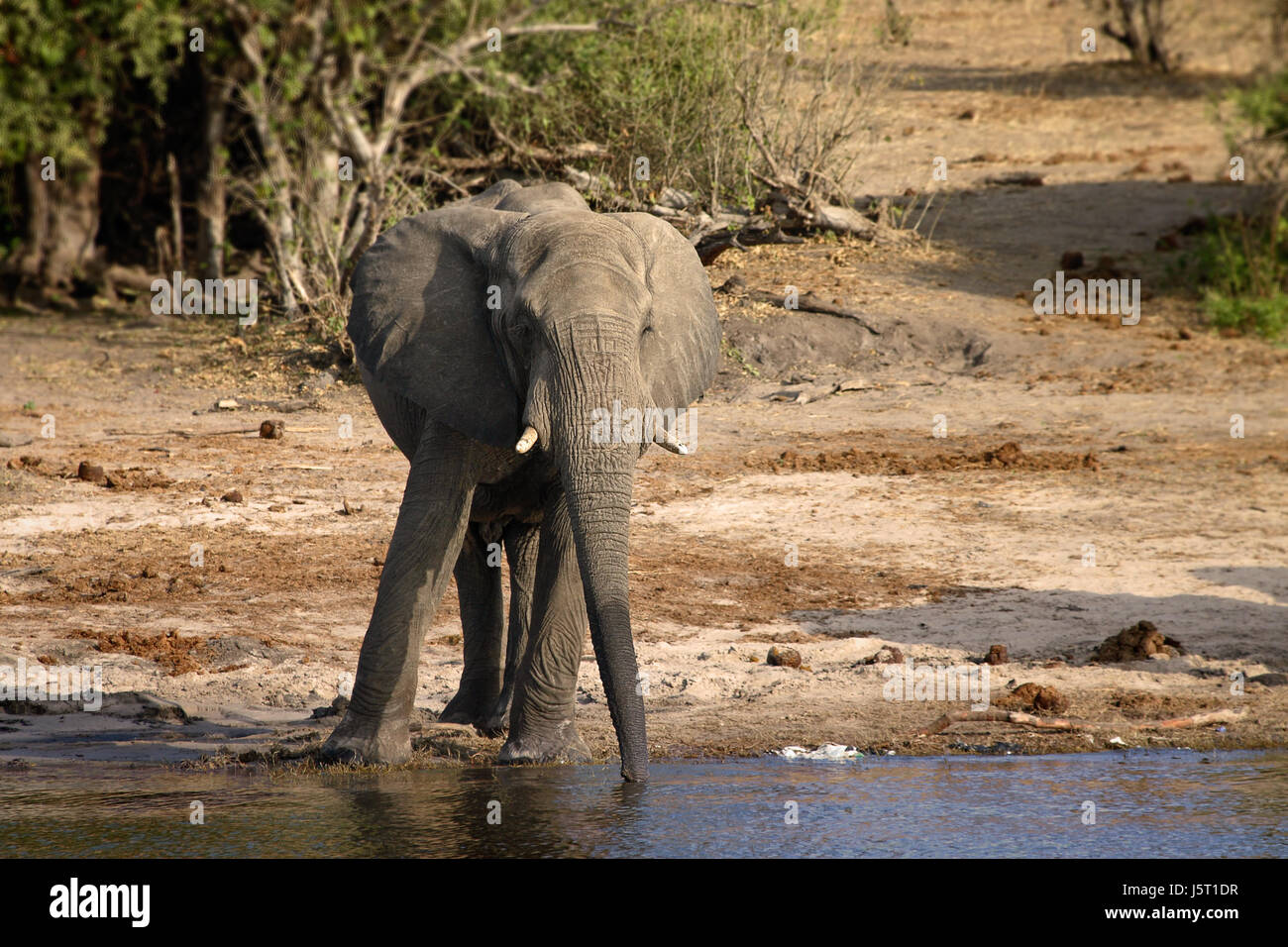 elephant on chobe Stock Photo