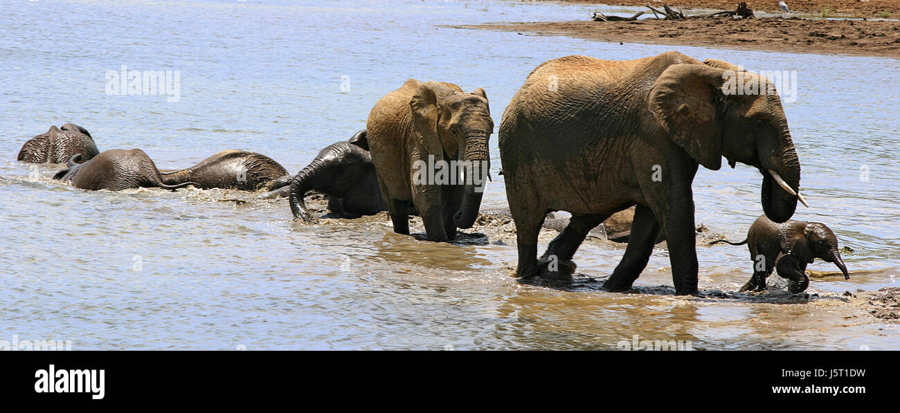 travel animal wild africa elephant tusks animals tusk savannah freedom liberty Stock Photo