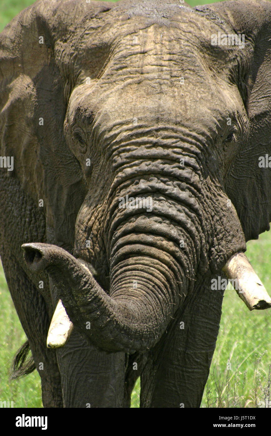 elephant portrait Stock Photo