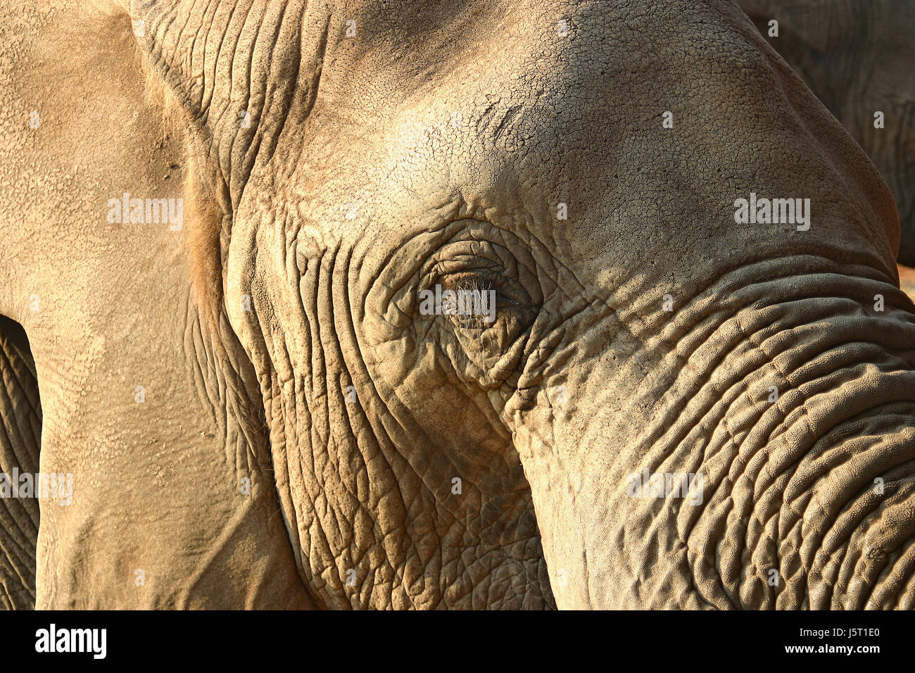 travel animal mammal wild africa elephant tusks animals tusk portrait freedom Stock Photo