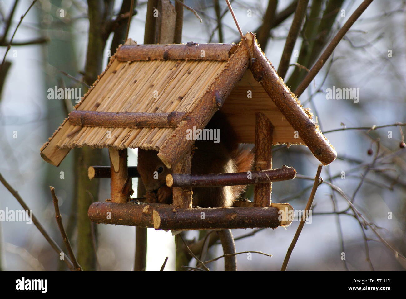 animals feed squirrel gnawers hrnchen futtersuche futtern vogelhuschen Stock Photo