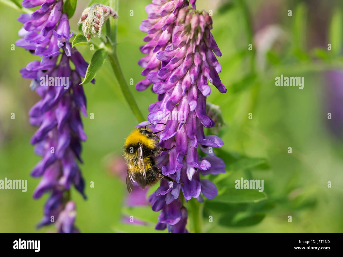 Tufted vetch, Vicia cracca, Bumble bee Bombus terrestris, pollinating purple flower in grassy area of woodland. Stock Photo