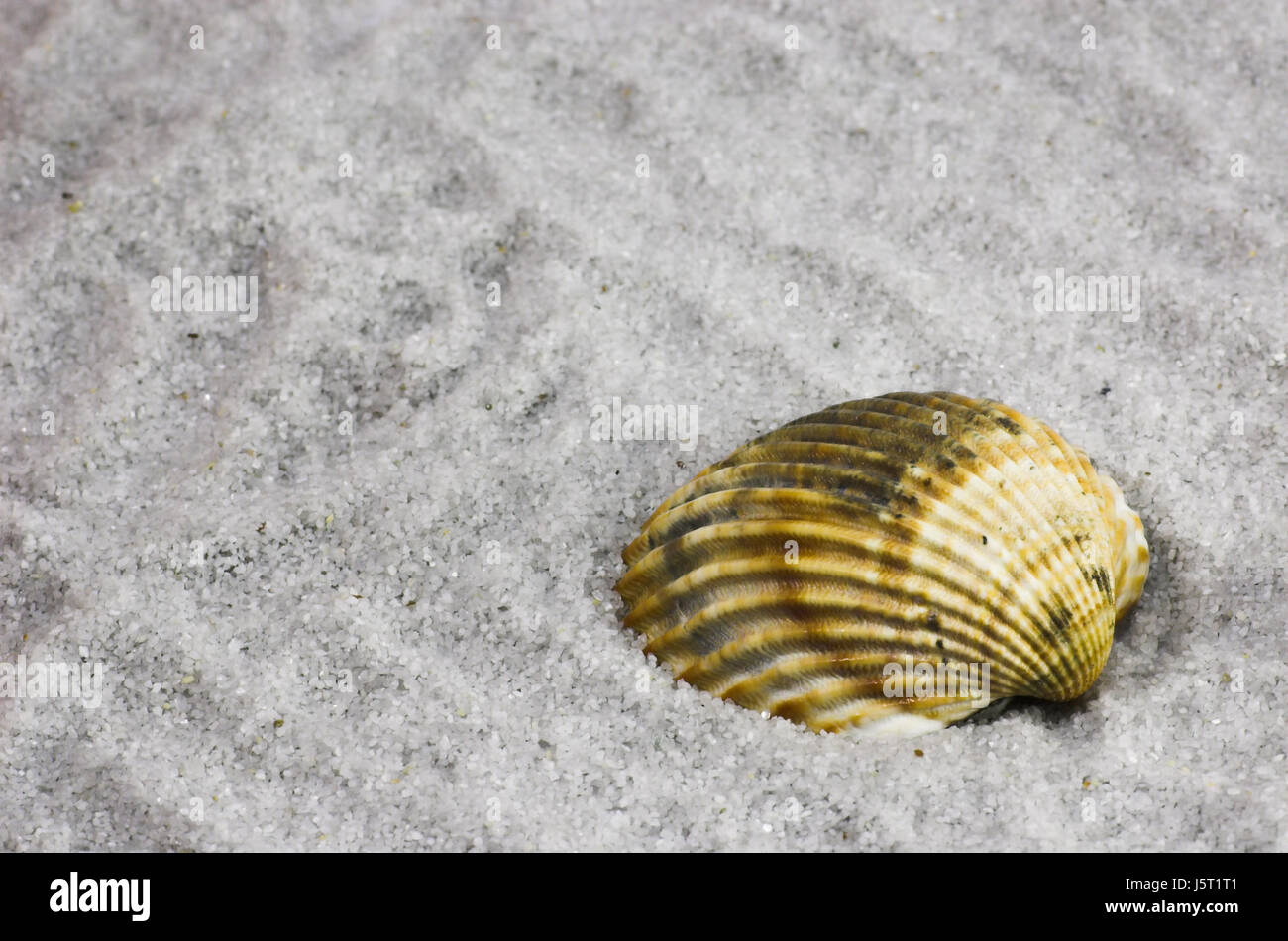 studio photography beach seaside the beach seashore shell lie lying ...