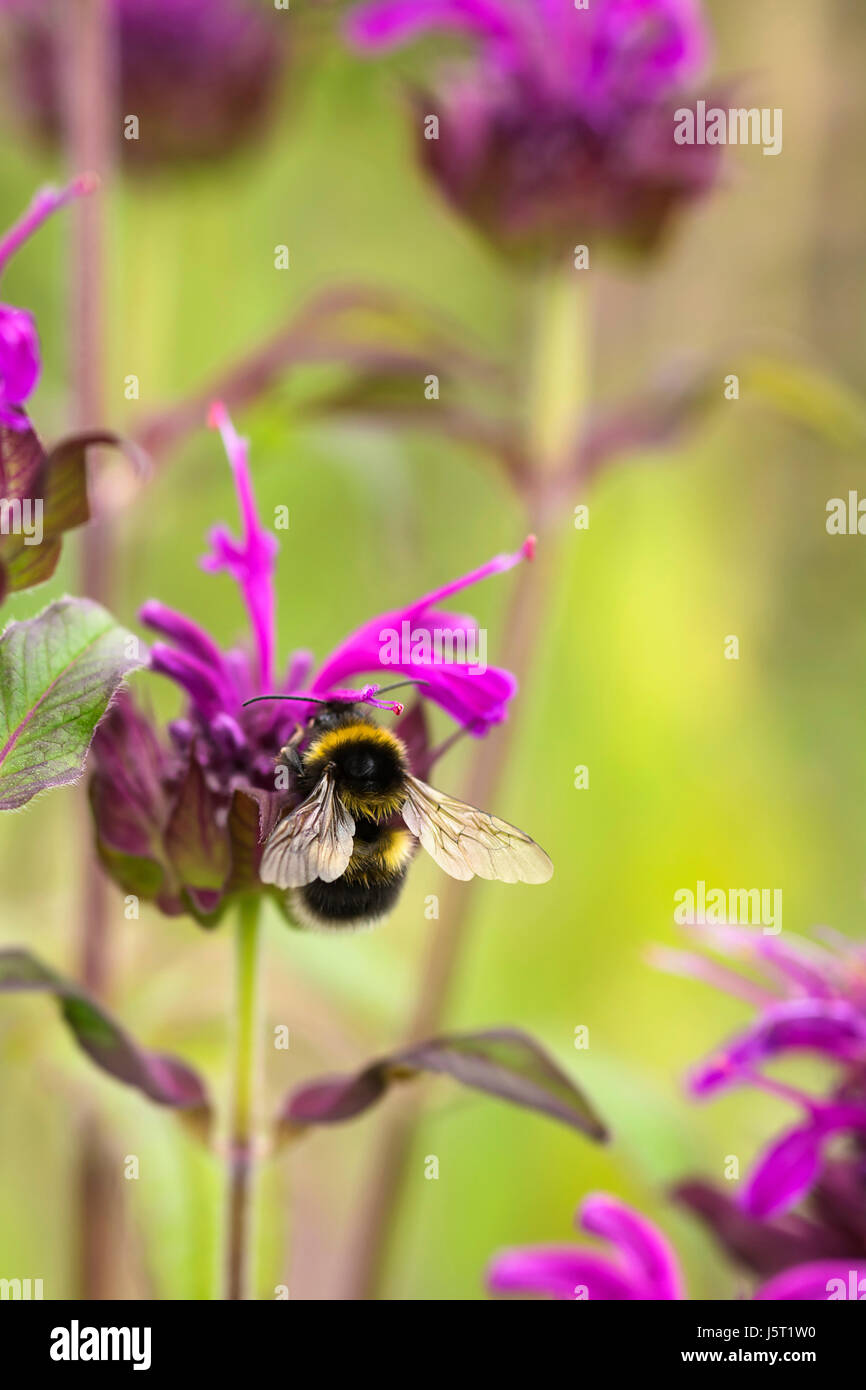 Bergamot, Bee balm, Monarda fistulosa, Garden bumble bee, Bombus hortorum, pollinating a pink flower. Stock Photo