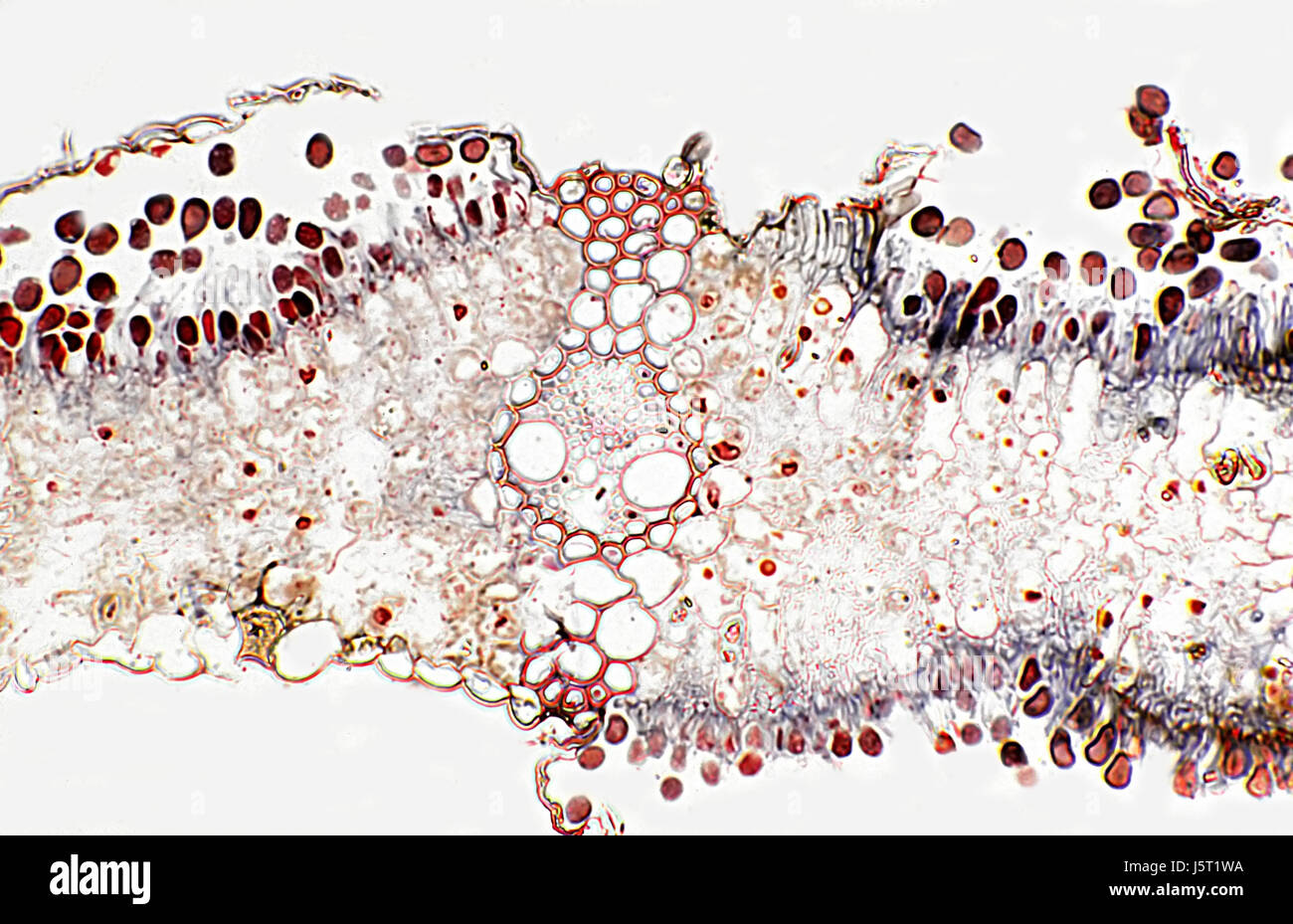 black swarthy jetblack deep black rust wheat stalk stem preparation microscope Stock Photo