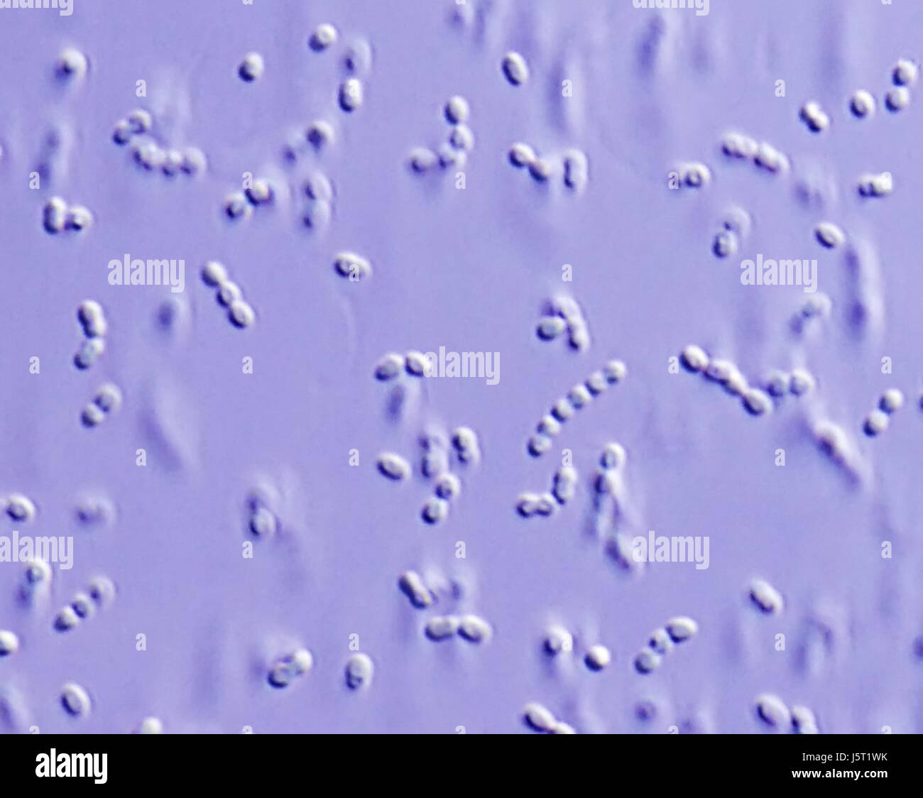 fermentation microscope microscopical mikroskopie mikroskopisch lactobacilii Stock Photo