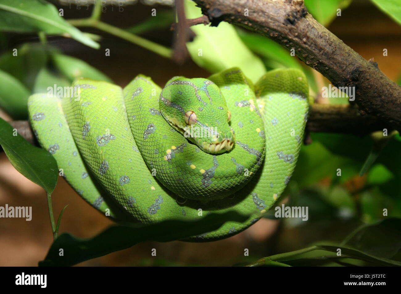 green lie lying lies snake poisonous snake watching observe watch toxic Stock Photo