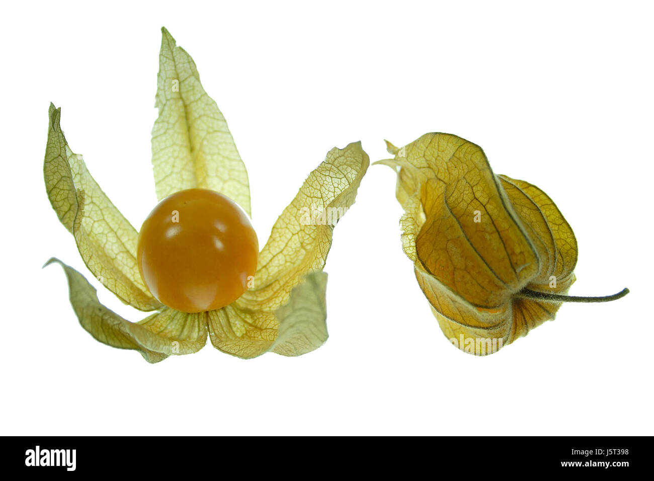 fruit gooseberry isolated optional fruit gooseberry andes physalis ...