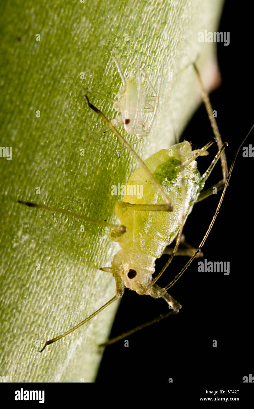 aphid on aloe vera (7 Stock Photo - Alamy