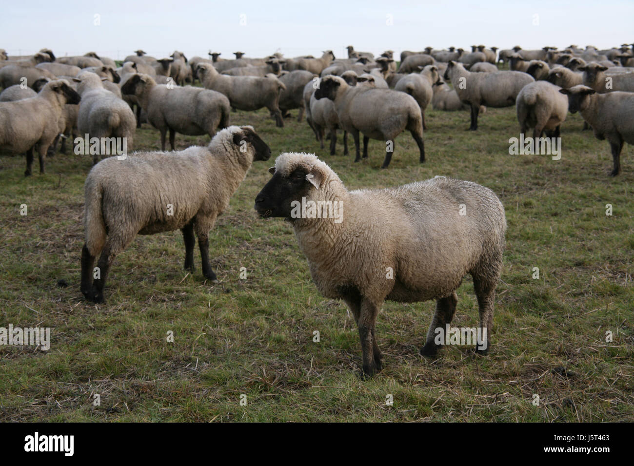 Wanderschafhaltung hi-res stock photography and images - Alamy