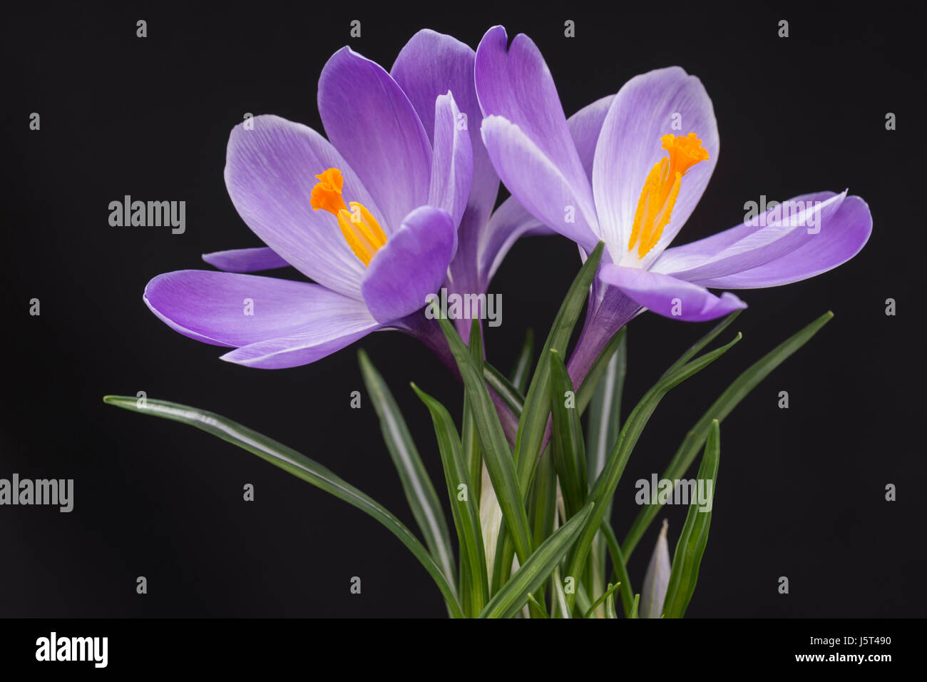 Crocus, Early crocus, Crocus tommasinianus, Studio shot of purple flowers  showing orange  stamens. Stock Photo