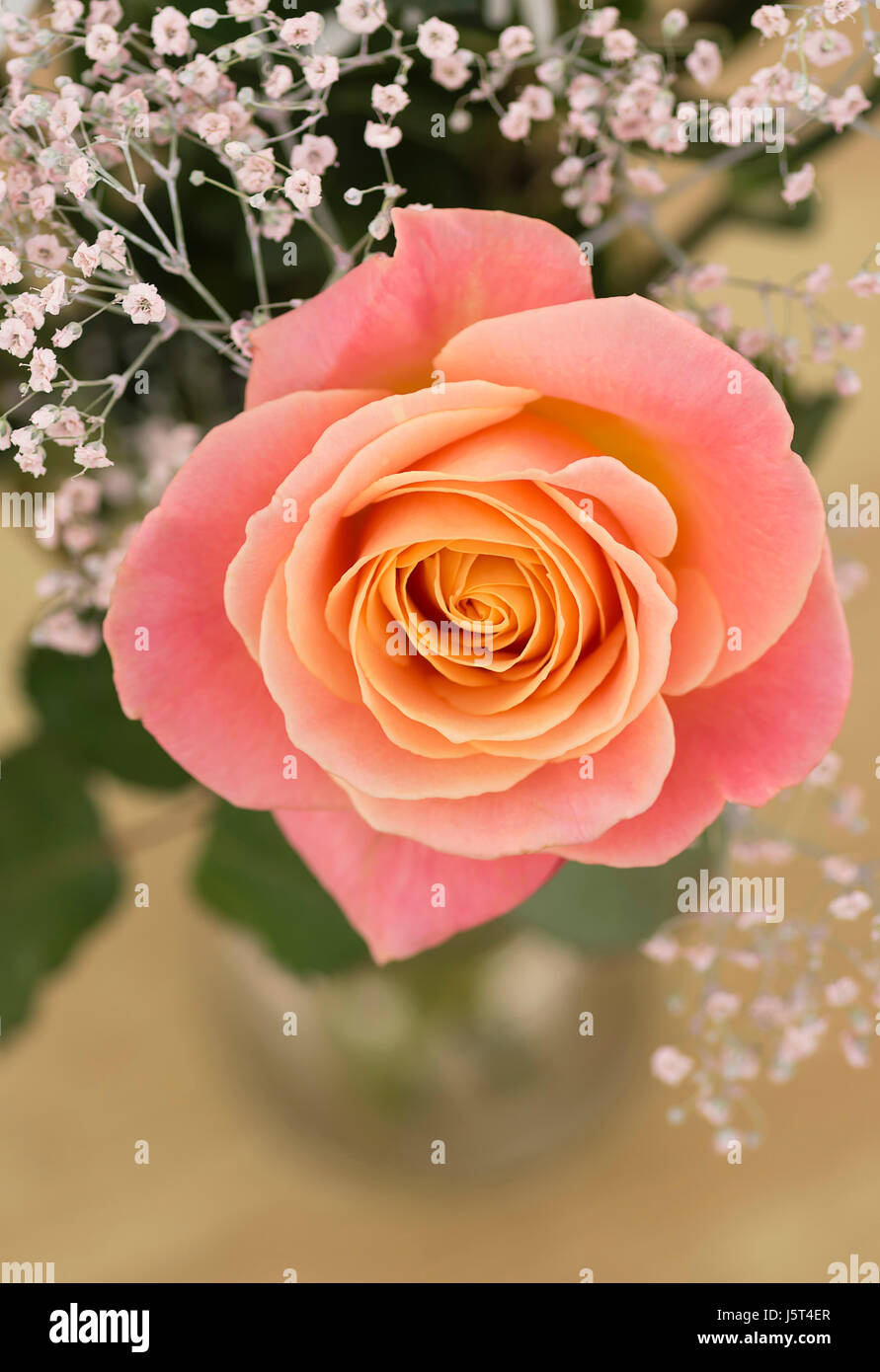 Peach colour rose hi-res stock photography and images - Alamy