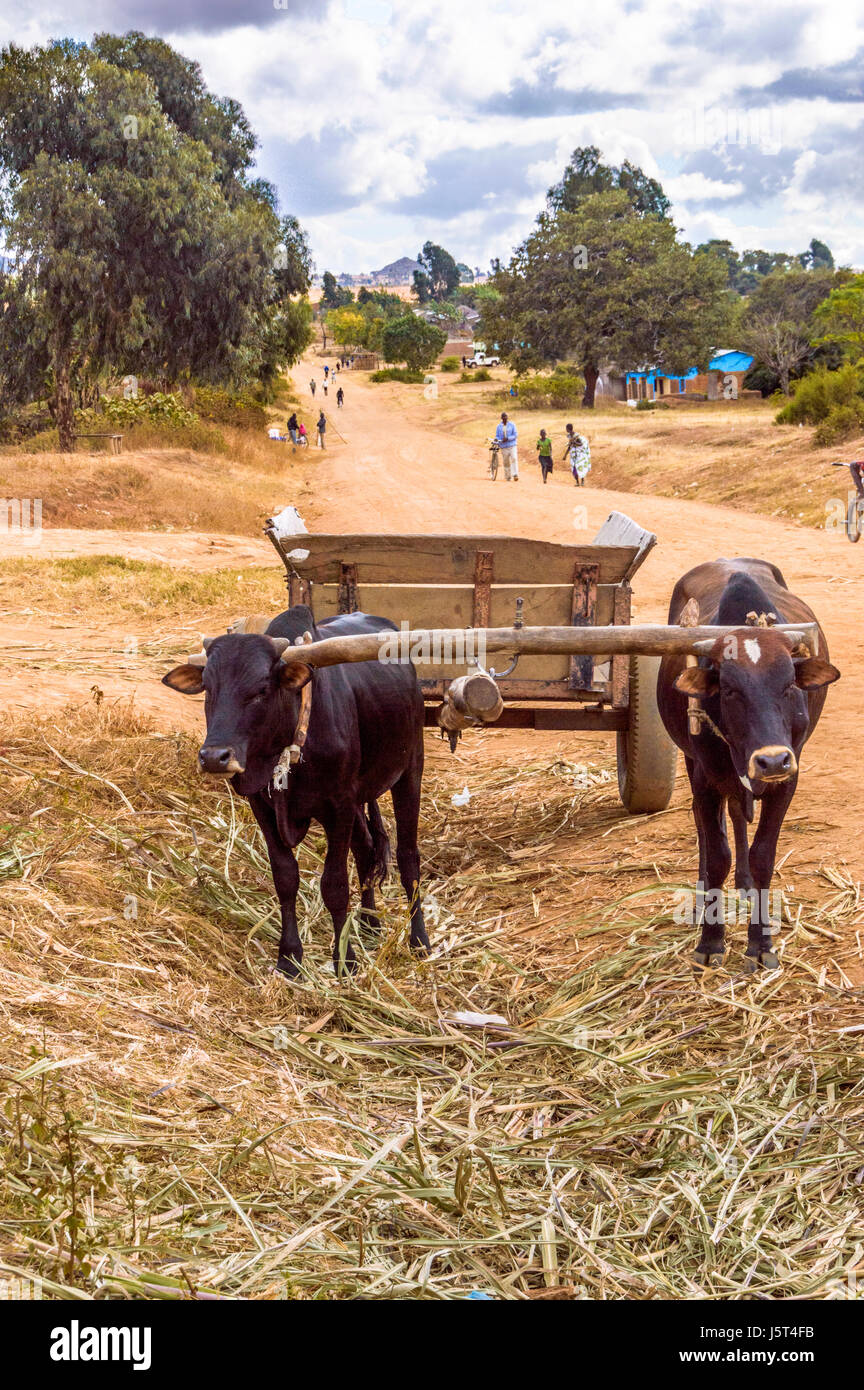 An ox cart waiting on a dirt road in a remote rural district of Malawi, Africa Stock Photo