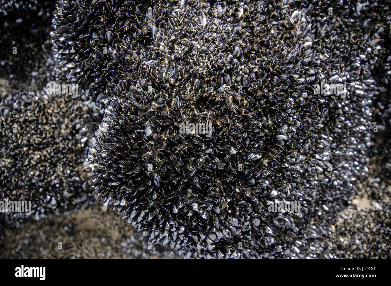 Black mussels on the rocks in Piha Beach, New Zealand. Stock Photo