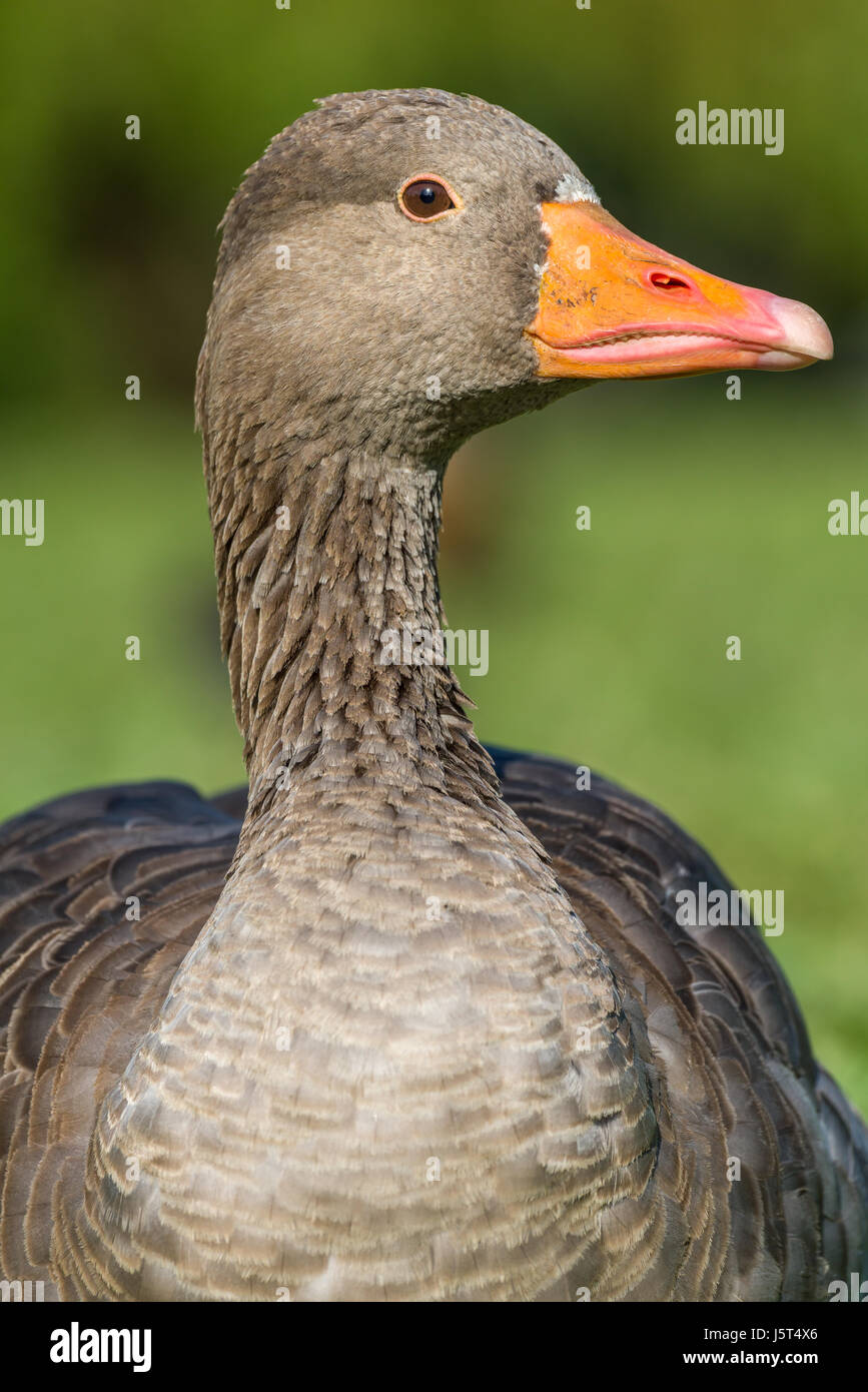 The ancestor of most domestic geese, the greylag is the largest of the wild geese native to UK and Europe. Stock Photo