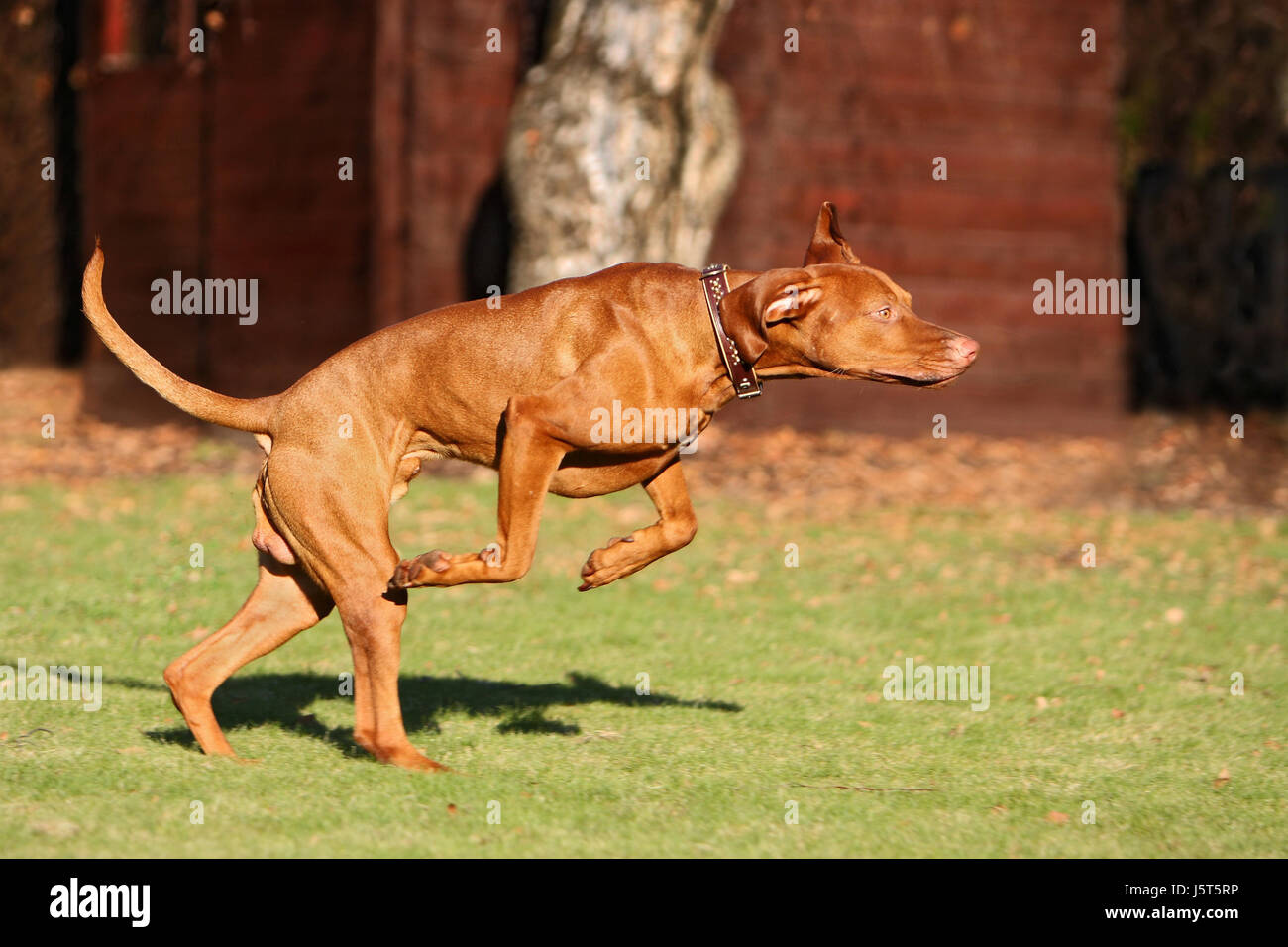 action male dog dog hound sport sports run running runs fast quick quickly Stock Photo