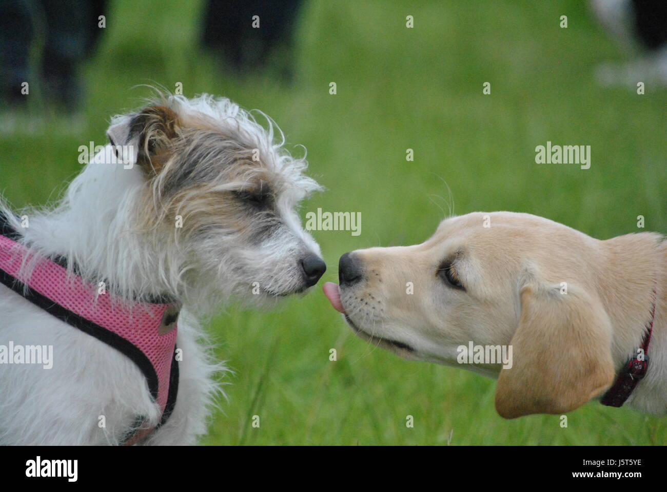 2 Dog meeting with Labrador puppy cute doggy greeting Stock Photo