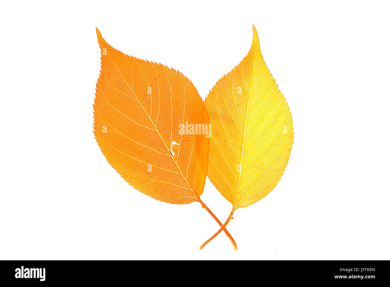 leaf leaves biological couple pair yellow natural fall autumn beautiful Stock Photo