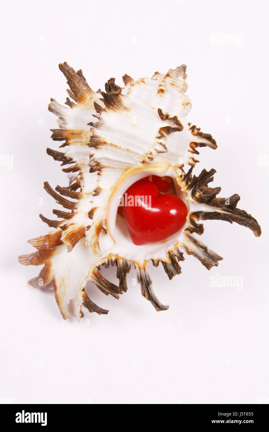 shell heart shell blank european caucasian in symbol picture inside ...