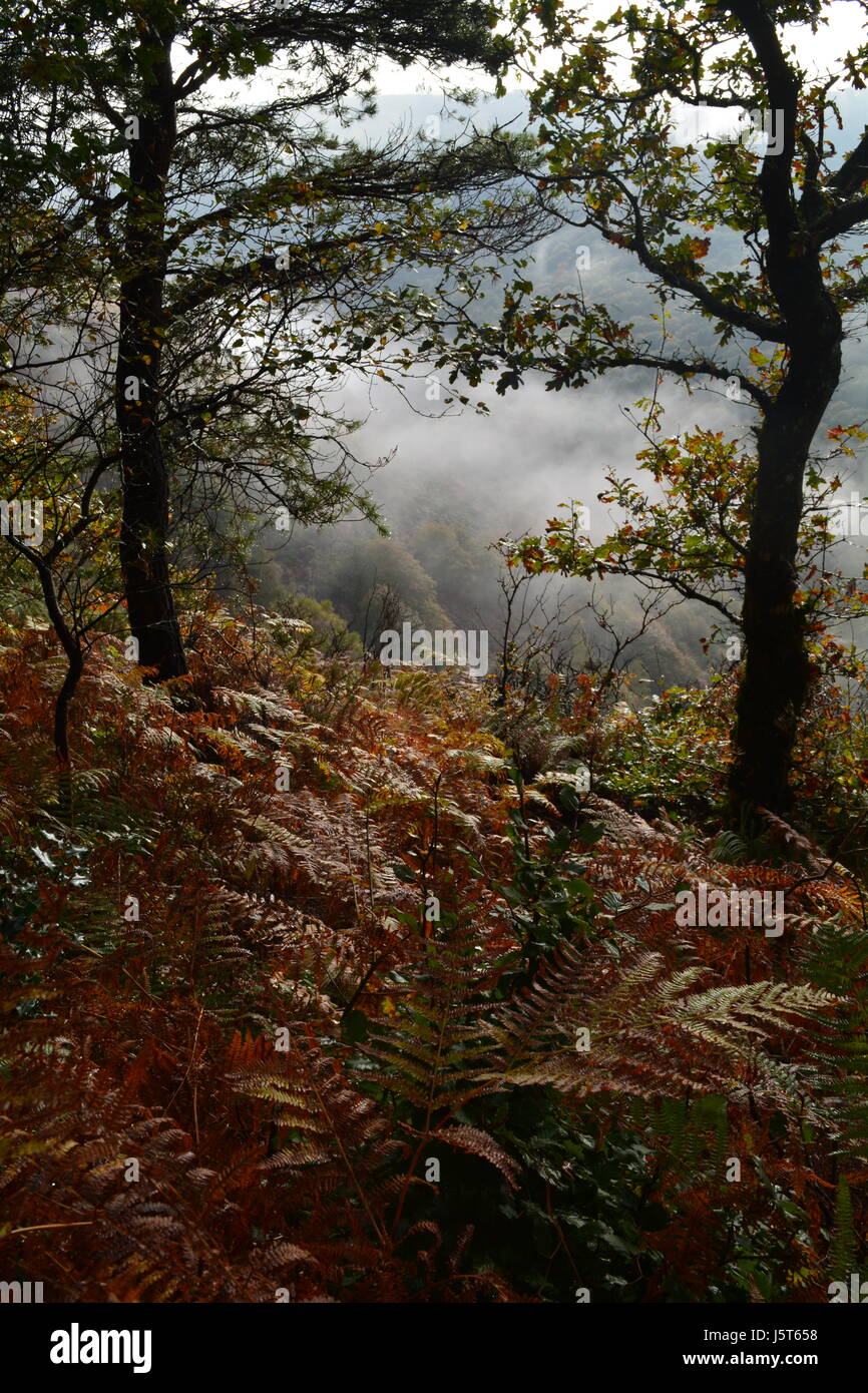 Misty morning in the wooded Valley Stock Photo - Alamy