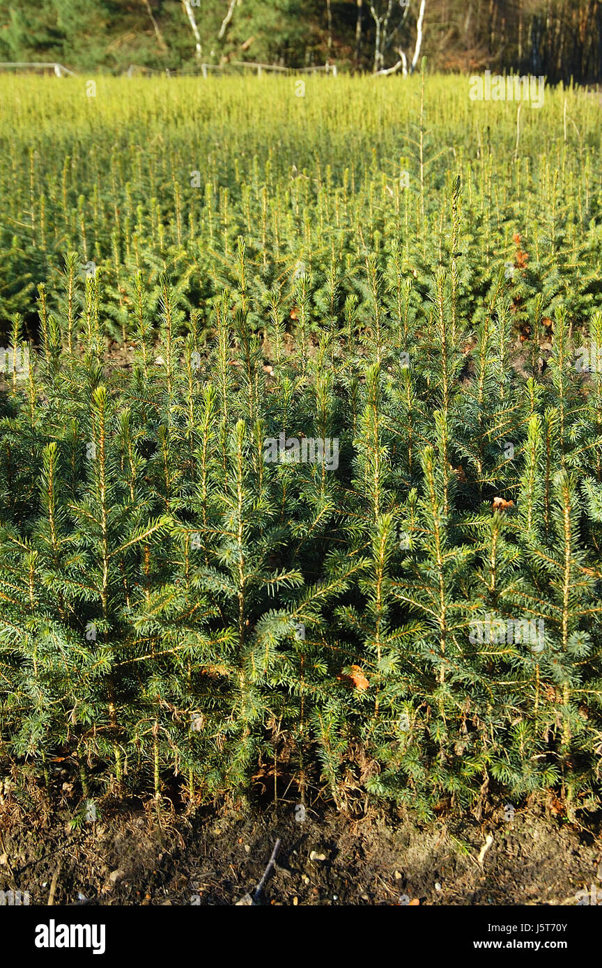 firs fir trees tree nursery planting tree trees plant breeding firs
