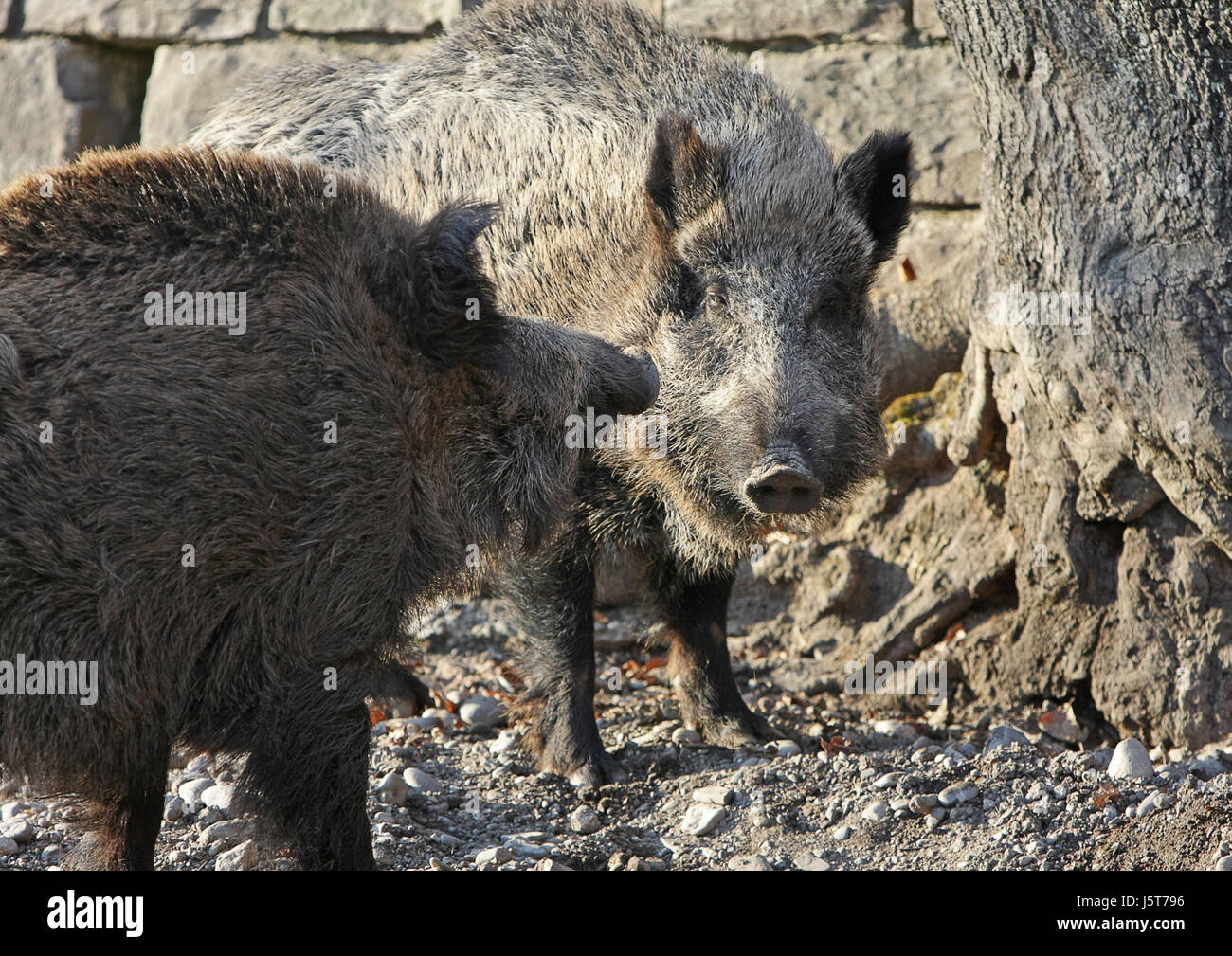 Scorfa Sus scorfa hi-res stock photography and images - Alamy
