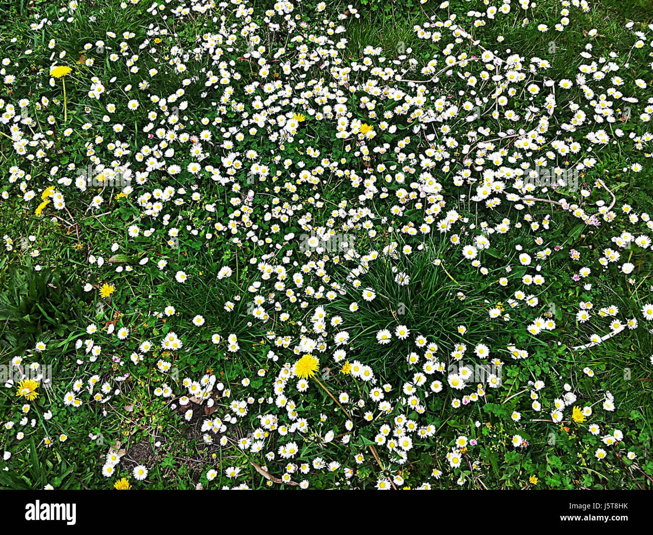 0009 Wiese CC0 1.0 Stock Photo