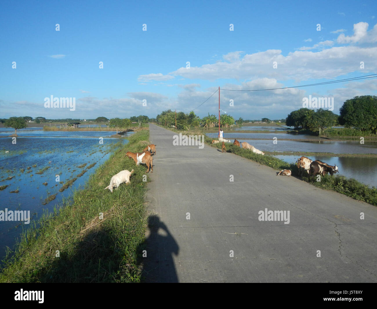 This describes a rural landscape in the Philippines, with paddy fields ...