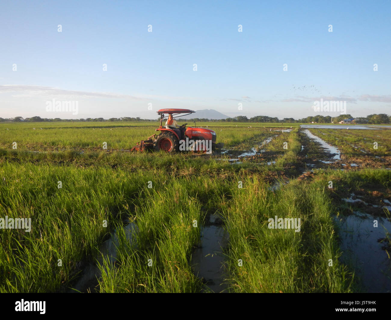 The paddy fields along Cortez Road in Concepcion, San Simon, Pampanga ...