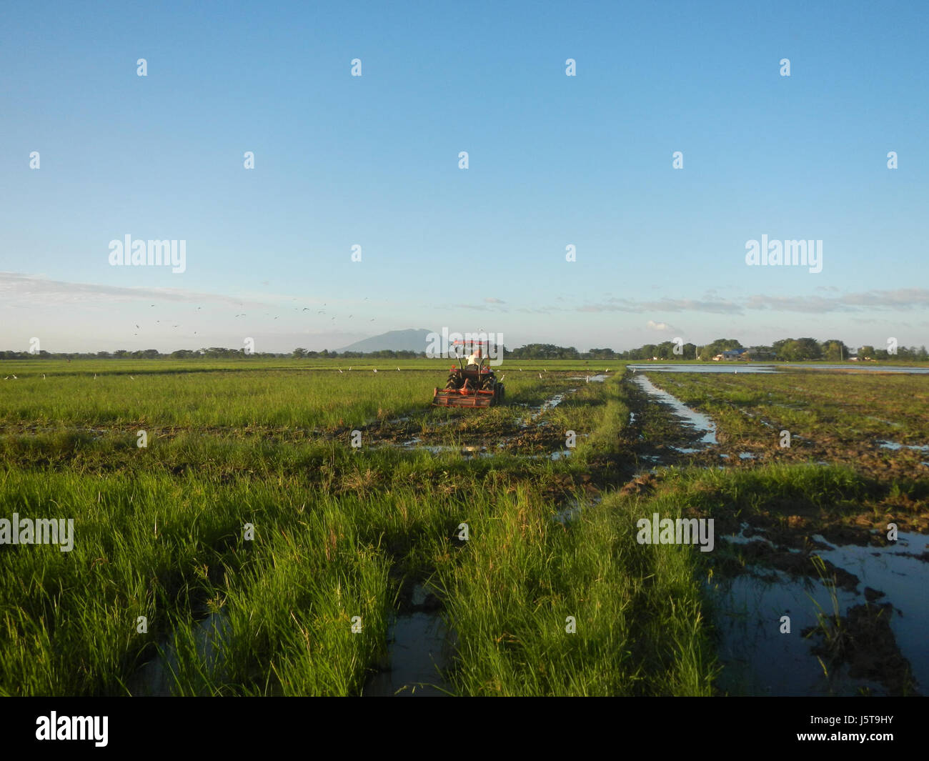 Paddy fields and trees line Cortez Road in Concepcion, San Simon ...